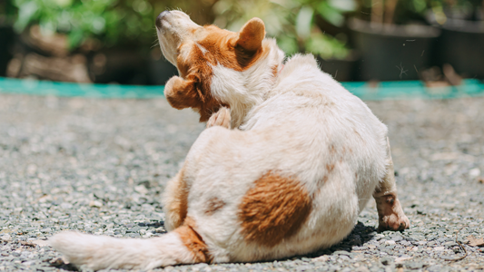 A white and tan Corgi mix sits on a gravel surface outdoors, scratching its neck with its hind leg, with blurred green foliage in the background.