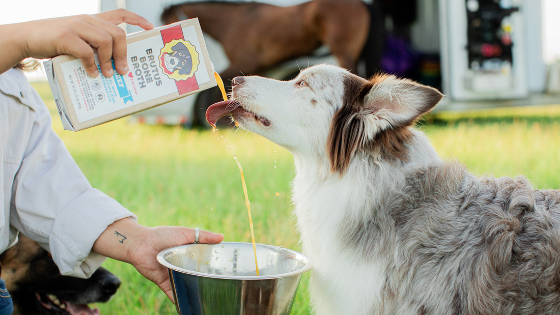 A person pours Brutus Bone Broth into a metal bowl as a fluffy white and brown dog leans in to lick the broth.