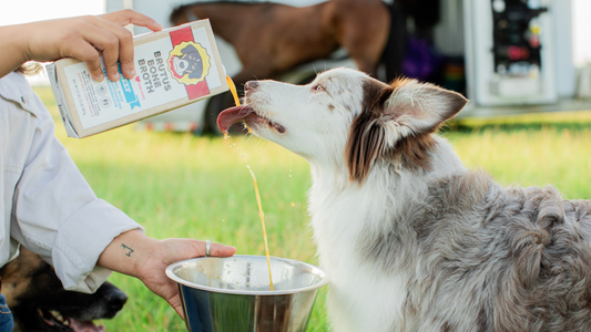 A person pours Brutus Bone Broth into a metal bowl as a fluffy white and brown dog leans in to lick the broth.