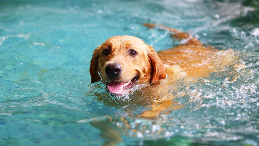 smiling dog swimming in a pool