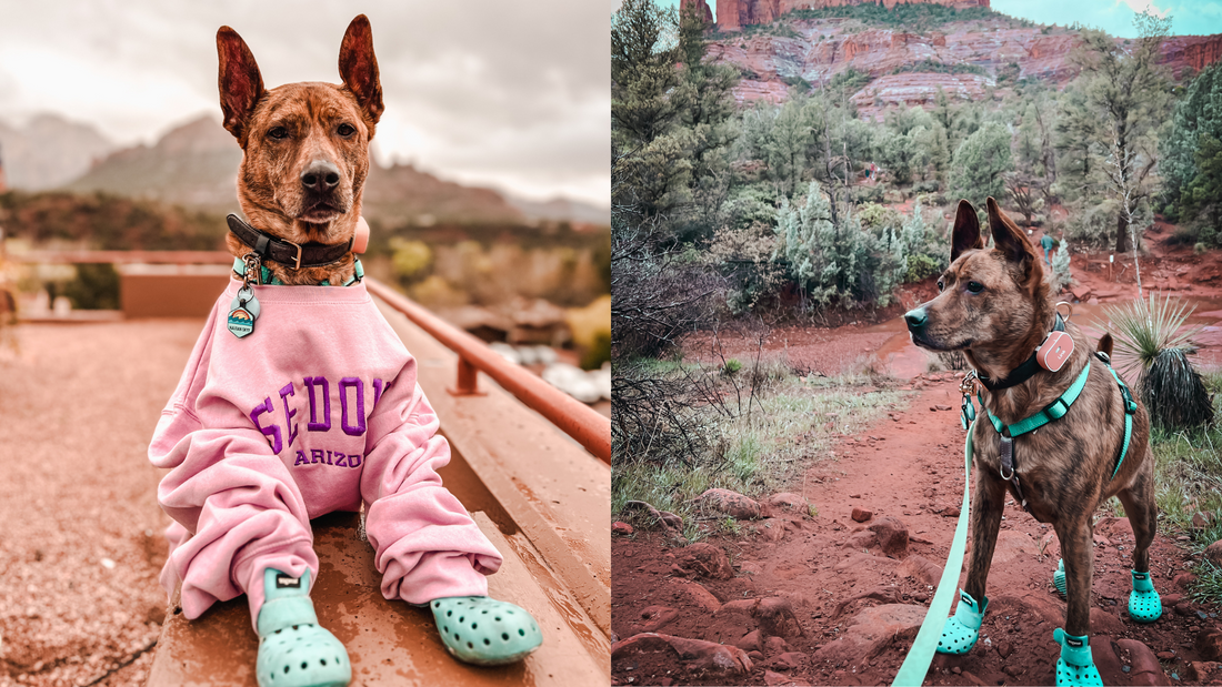 dog wearing Sedona sweater and dog hiking