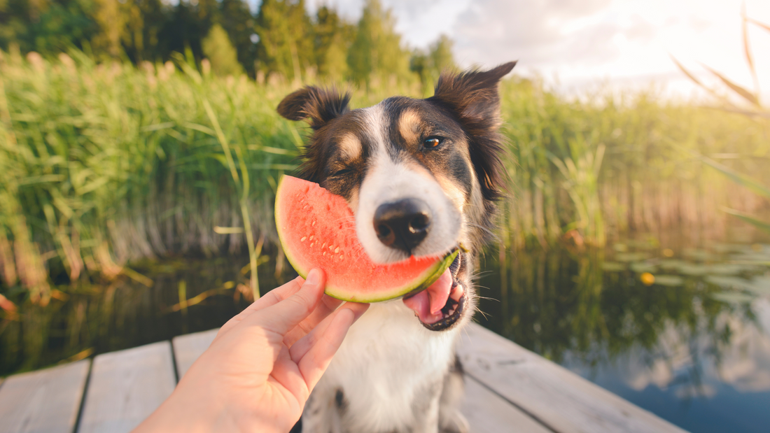 cute dog eating a piece of watermelon