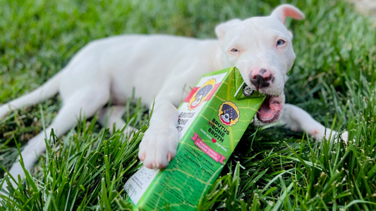 White puppy laying in grass chewing on a box of Brutus Bone Broth