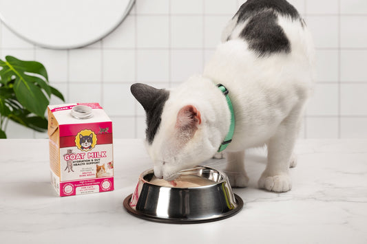 A black and white cat drinks from a stainless steel bowl next to an open carton of Brutus Broth Goat Milk on a white counter.