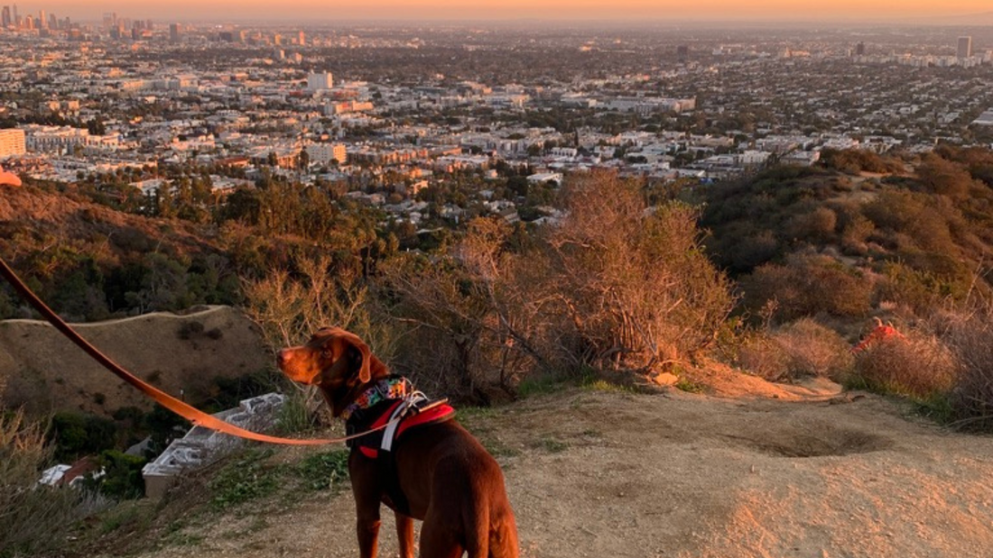 9 Dog-Friendly Hikes in the Greater Los Angeles Area