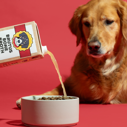 Golden dog watches Brutus bone broth being poured over kibble in a bowl