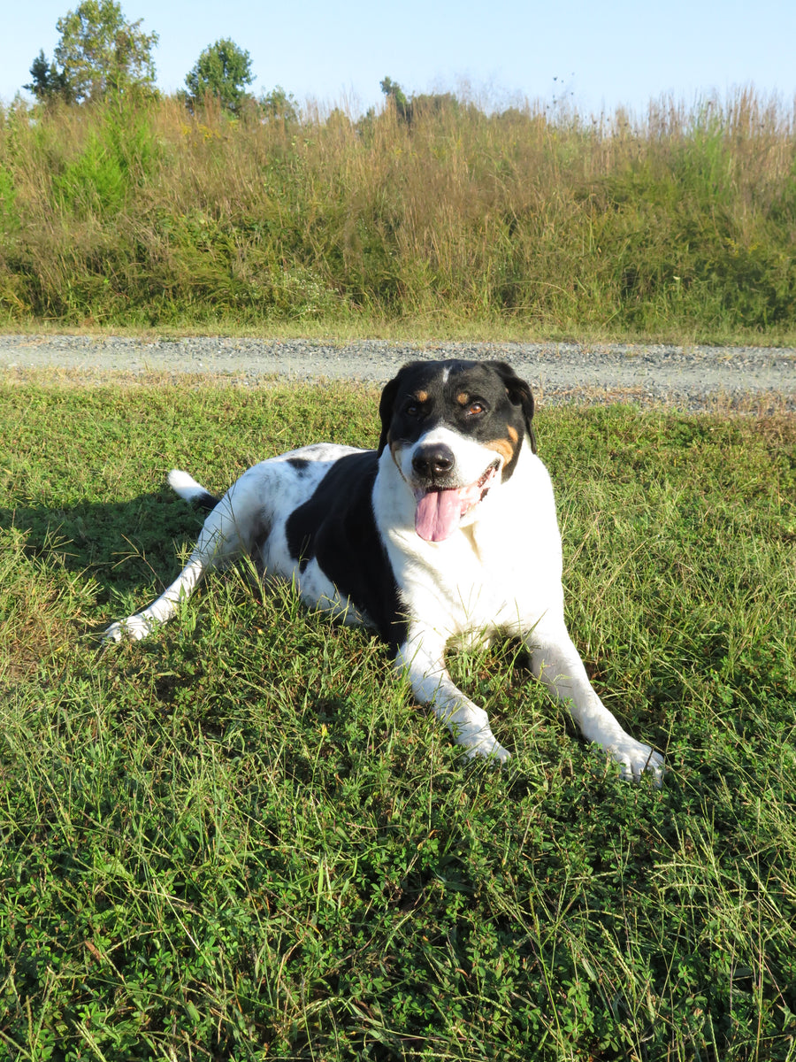 Brutus the dog smiling in the grass