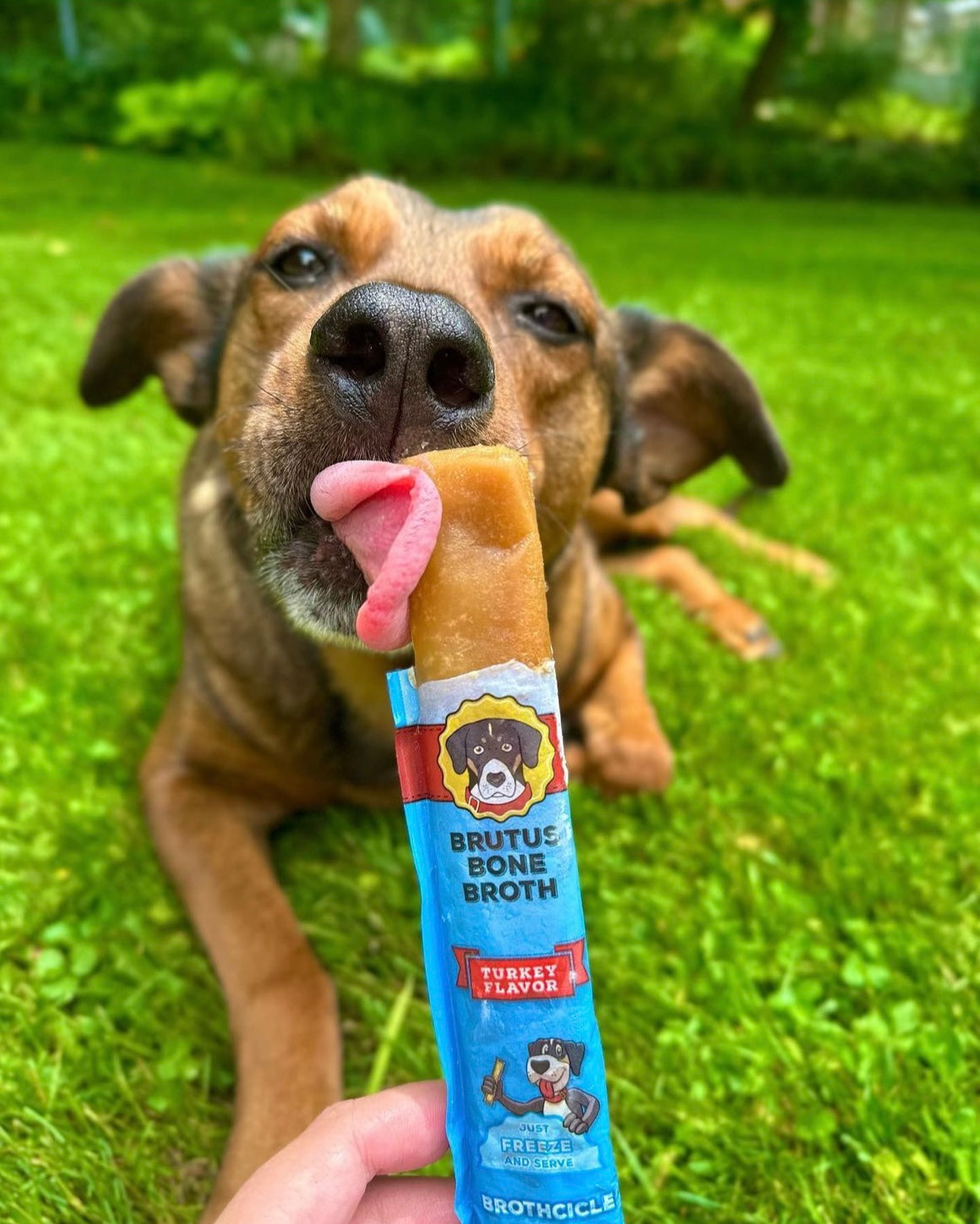 Brown dog licking a Brutus Bone Broth Brothcicle on the grass