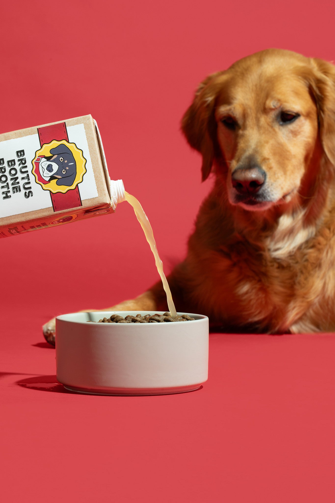 a golden retriever watches Brutus Bone Broth being poured