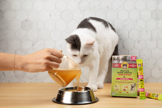 Skin & Coat Broth for Cats