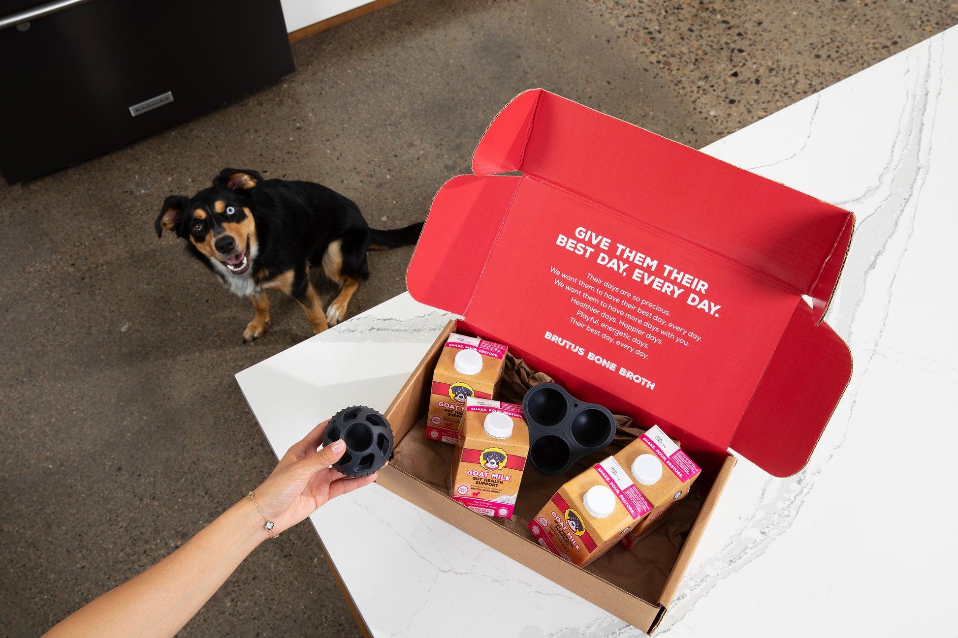A Goat Milk and dog toy subscription box from Brutus Broth shown open on a white marble countertop, with a black and tan dog looking up from the floor.
