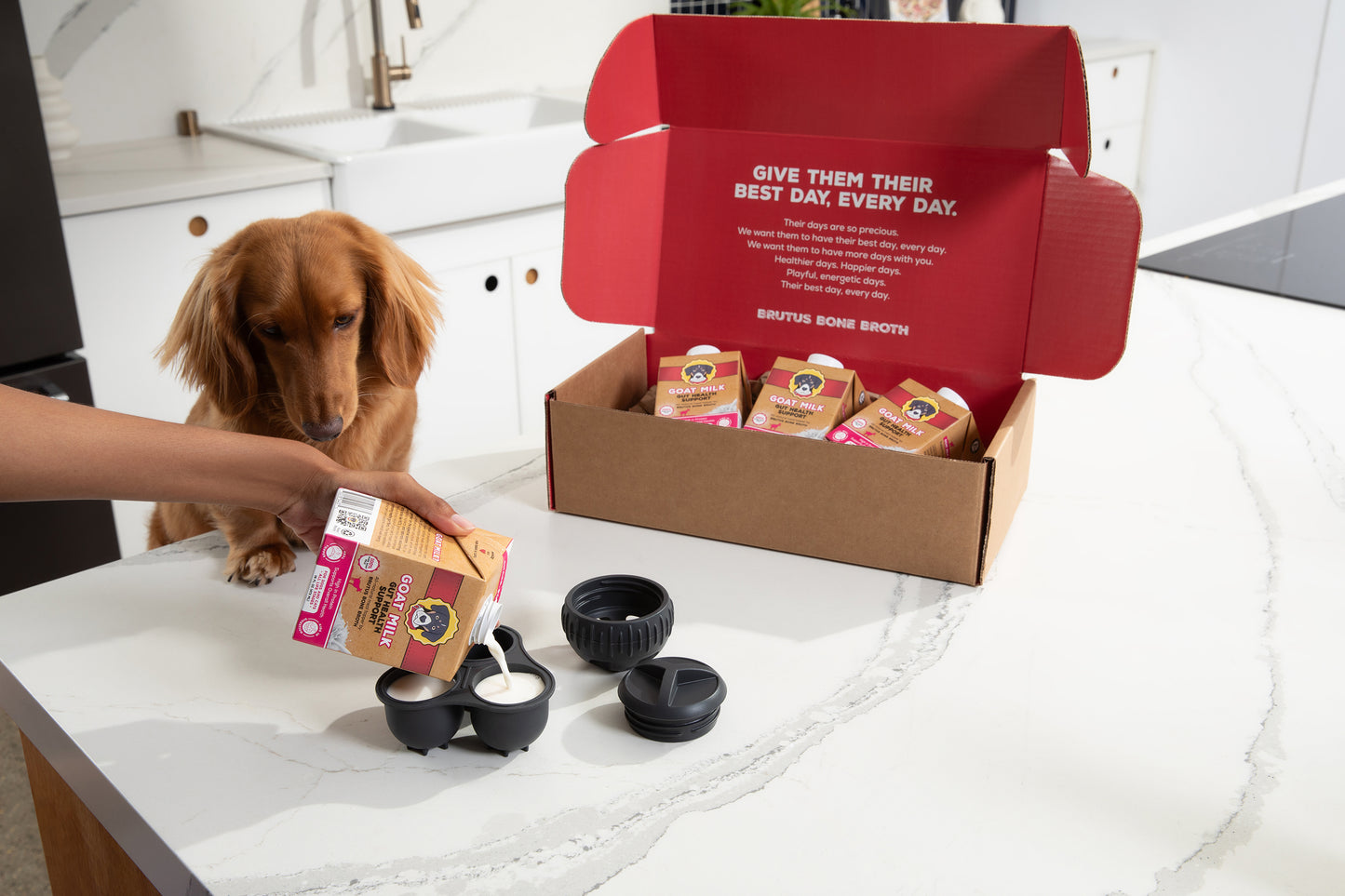 A dachshund sits on a white kitchen counter next to an open brown cardboard box containing multiple small pink and brown Goat Milk cartons, with a person pouring liquid from one carton into small black silicone molds. The box lid is open and shows the brand name 'BRUTUS BONE BROTH'.