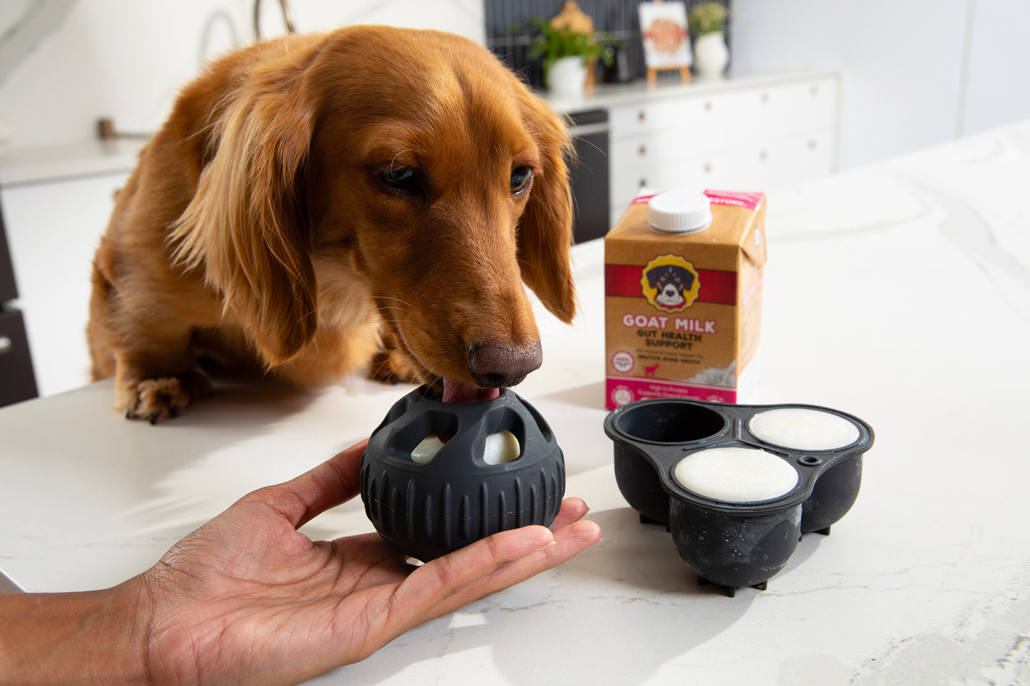 A brown dachshund licks a black silicone mold held in a human hand on a white countertop, with a black mold and a goat milk carton in the background.