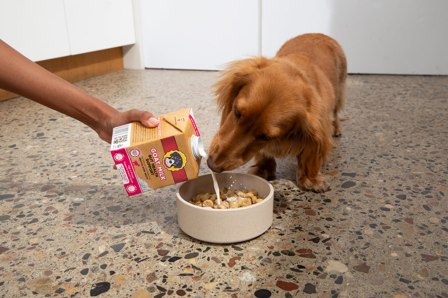 A small brown Dachshund drinks goat milk from a carton held by a person over a ceramic bowl on a speckled terrazzo floor.