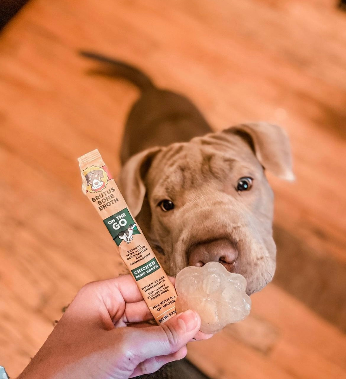 Brown dog sniffing frozen bone broth pupsicle treat and stick of Chicken Instant Bone Broth