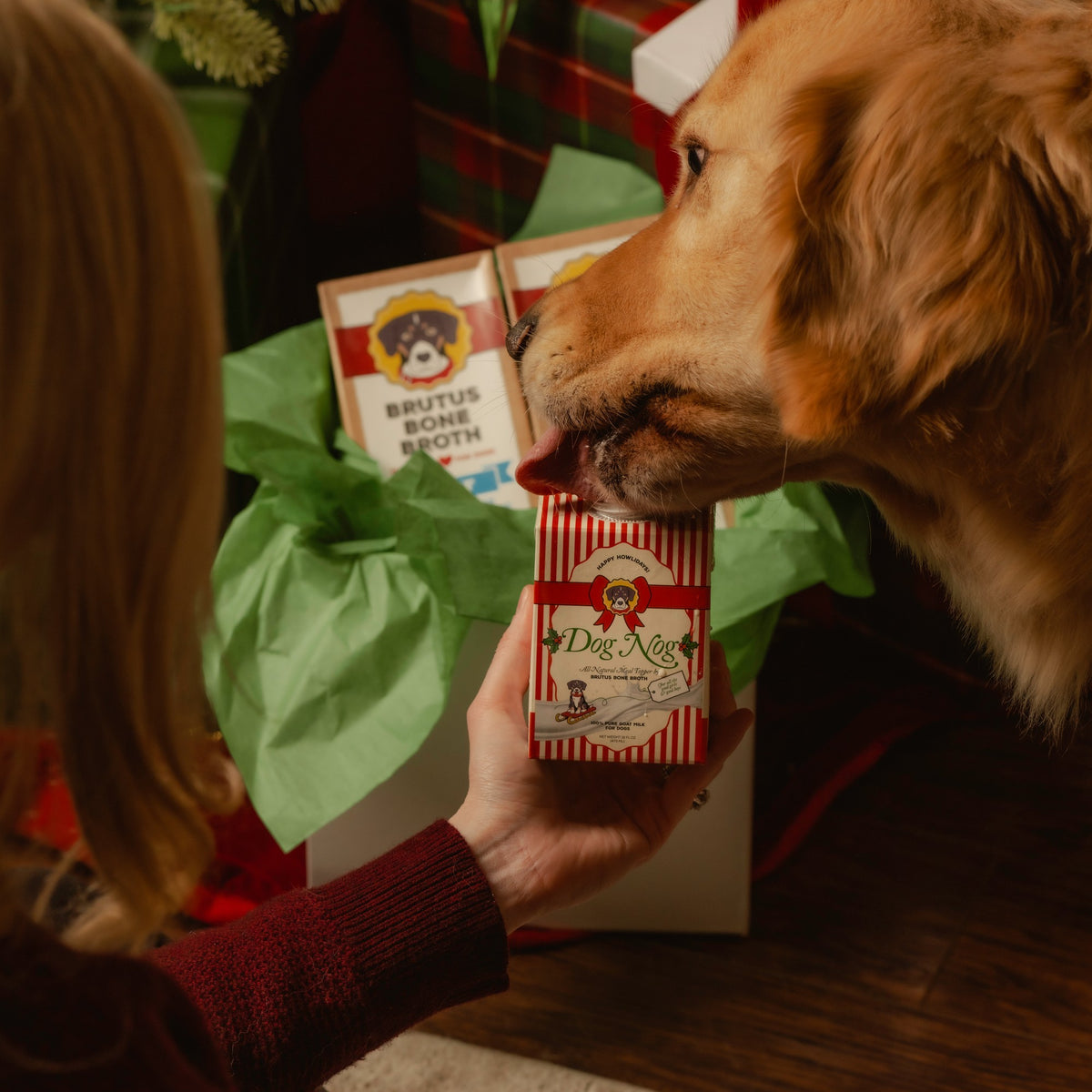 Golden retriever with a Dog Nog gift