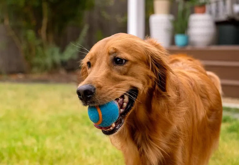 Golden retriever running with a ball