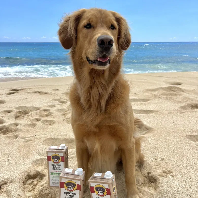 Golden retriever on a beach with Brutus cartons