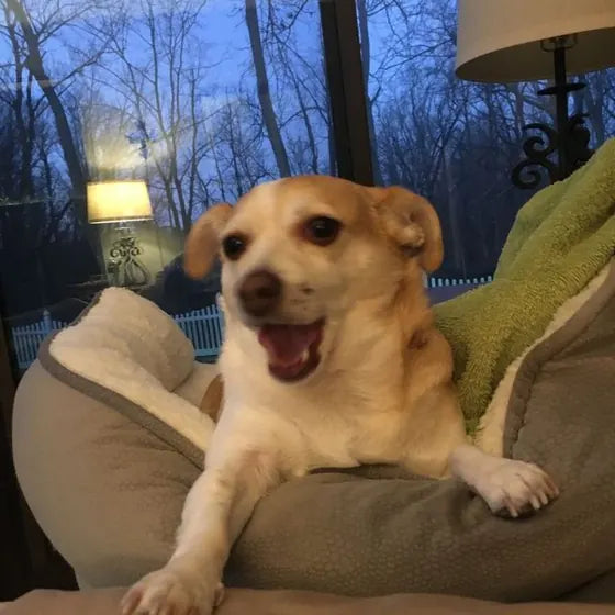 Terrier mix