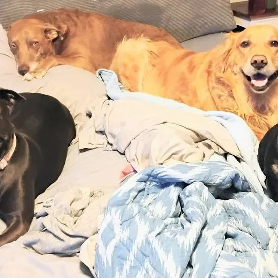 Four dogs on a bed