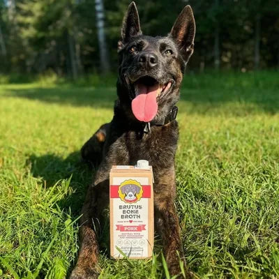 Shepherd on the grass next to a Brutus carton