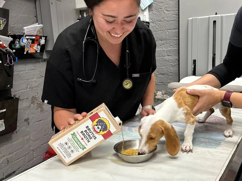 Veterinarian pouring Brutus Bone Broth into a bowl for a beagle puppy