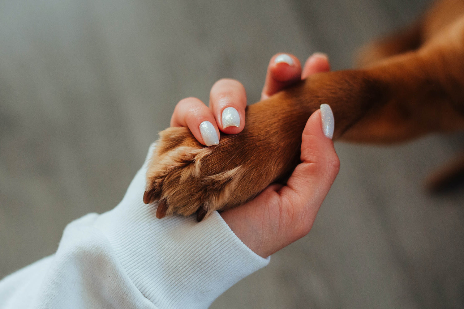 Hand holding a dog paw